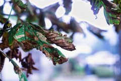 Leica Digilux 3 + Helios 44M 58mm f2