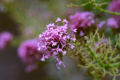 Leica Digilux 3 + Helios 44M 58mm f2