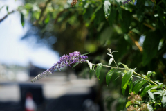 Pentax SMC 55mm f1.8 | Vintage Lenses | The Creative Camera 