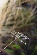 Soft Wildflower by Charles David