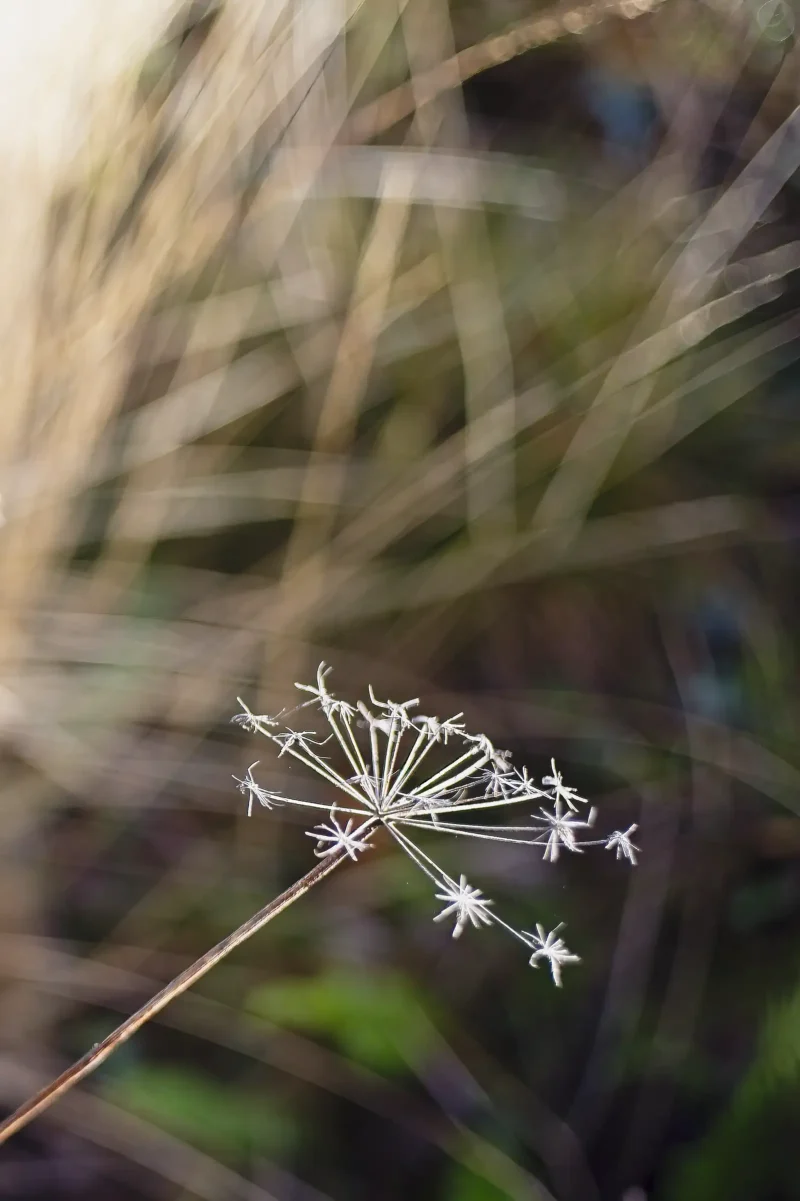 Soft Wildflower by Charles David