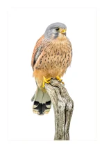 Kestrel on a stump by Stuart Chapman