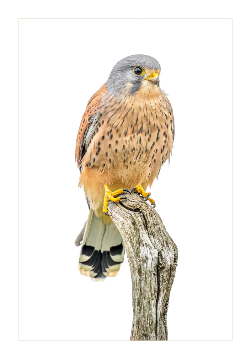 Kestrel on a stump by Stuart Chapman