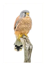 Kestrel on a stump is a minimalist wildlife fine art photograph by Stuart Chapman | The Creative Camera