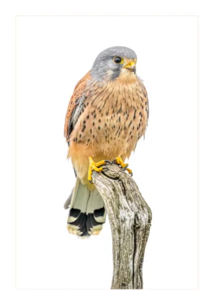 Kestrel on a stump is a wildlife fine art photograph by Stuart Chapman | The Creative Camera