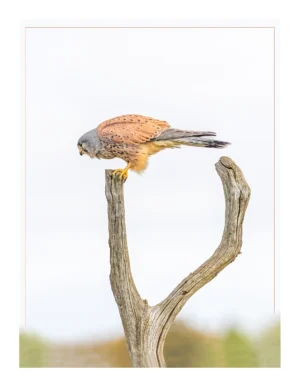 Kestrel on a stump is a minimalist wildlife fine art photograph by Stuart Chapman | The Creative Camera