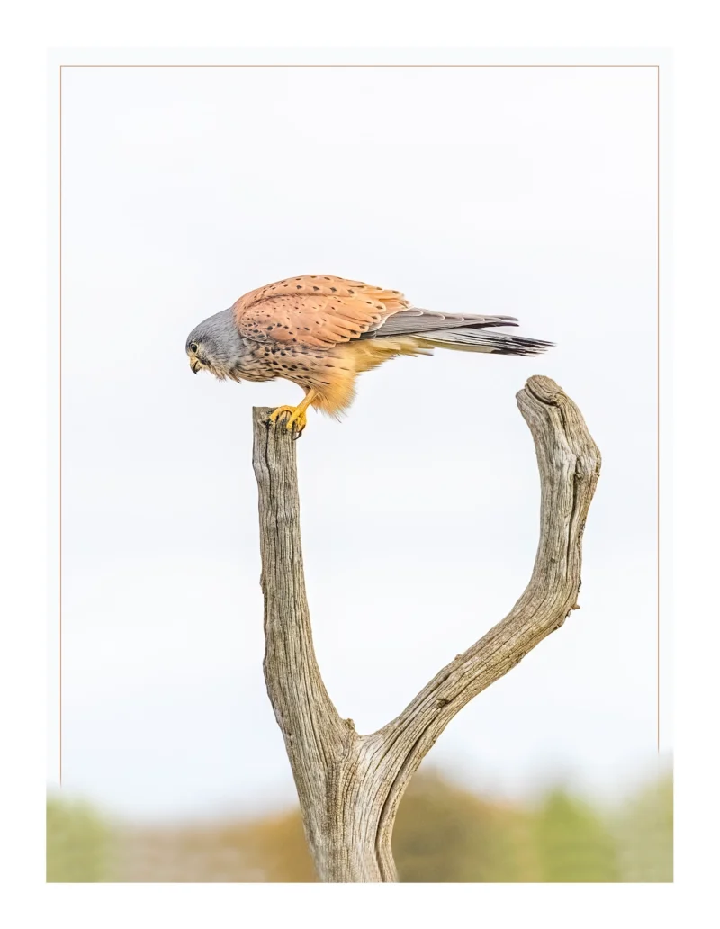 Kestrel on a stump minimalist wildlife fine art photograph Kestrel on a stump is a minimalist wildlife fine art photograph by Stuart Chapman | The Creative Camera