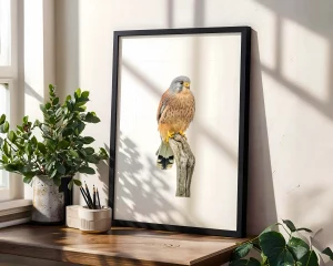 Kestrel on a stump by Stuart Chapman