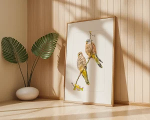 Kestrel Pair by Stuart Chapman