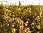 Autumnal Colour Rush Variation by Charles David