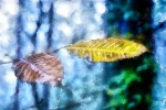 Autumn Leaves is colourful digital watercolour by artist Charles David