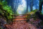 Woodland Path is a beautiful digital painting created from a unique photograph by Charles David