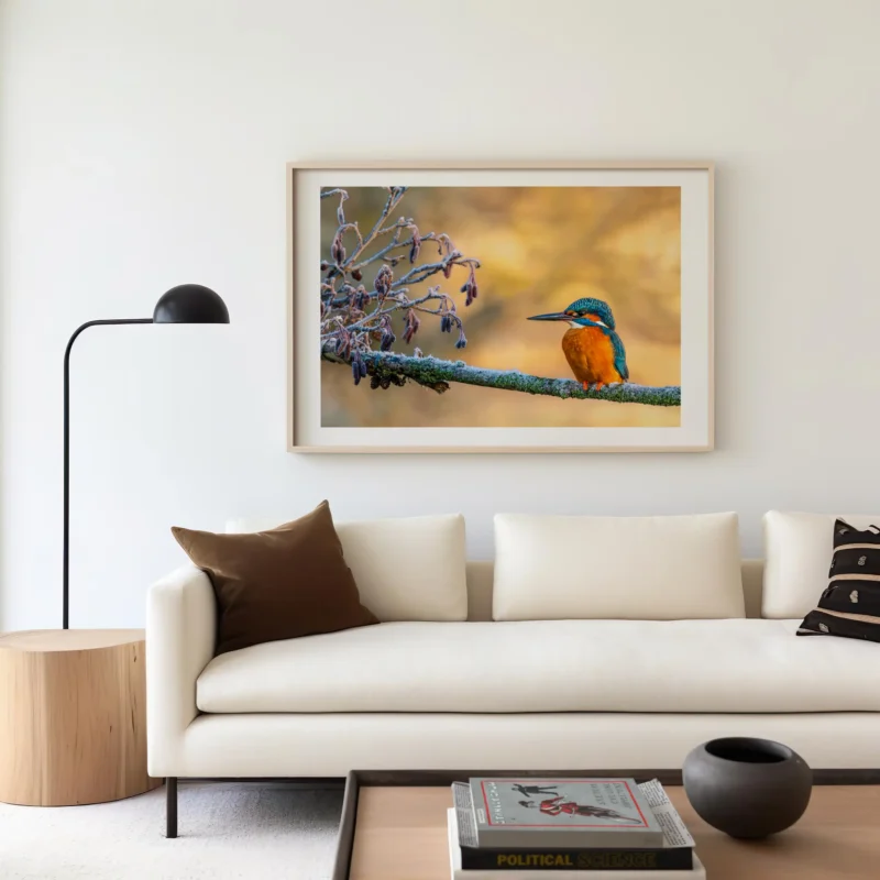 Frosty Perch is a fine art print of a Kingfisher by Stuart Chapman | The Creative Camera