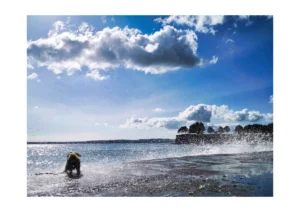 Happy Wet Dog is a playful photograph by Charles David of a dog playing in sea spray