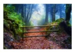 Woodland Path is a beautiful digital painting created from a unique photograph by Charles David