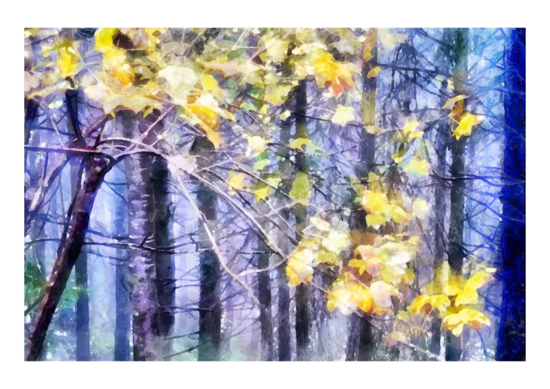 This is the A2 print you will receive. The dark border represents the paper edge only. Woodland Sparkle - Haldon Forest, South Devon is a fine art print capturing a quiet moment of woodland light, where yellow and orange leaves glow against a cool wash of blues and soft grey shadow. A fine art print created by artist Charles David