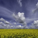 Blue skies and towering white clouds beautifully frame this piece by Stuart Chapman