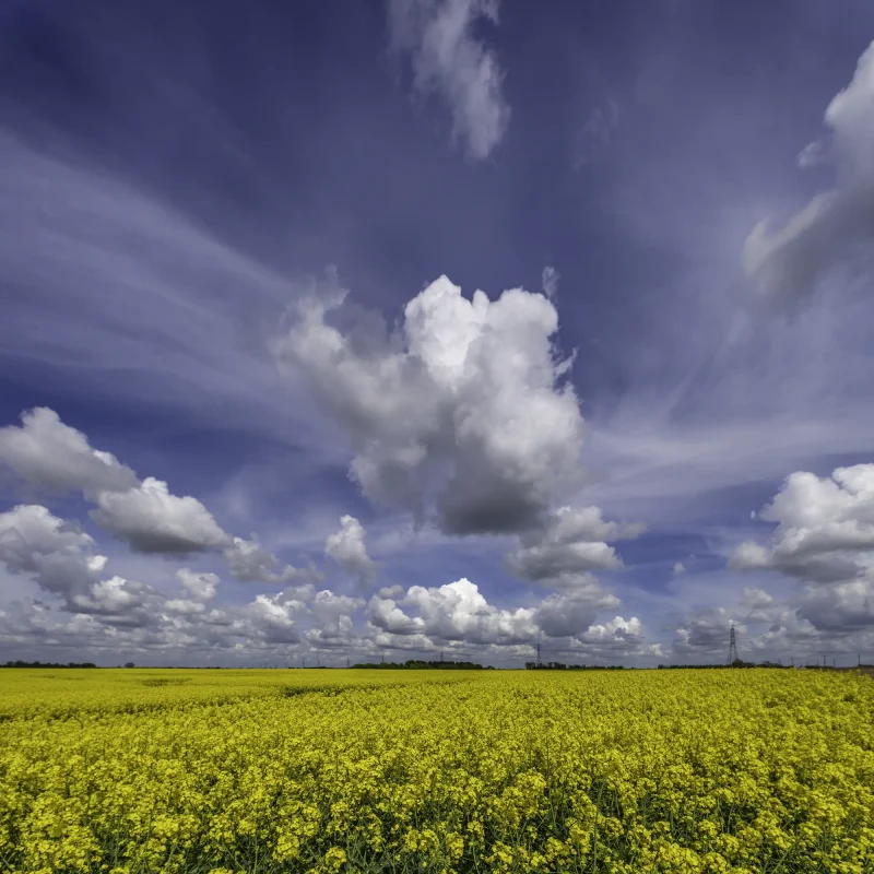 Blue skies and towering white clouds beautifully frame this piece by Stuart Chapman