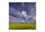 Blue skies and towering white clouds beautifully frame this piece by Stuart Chapman