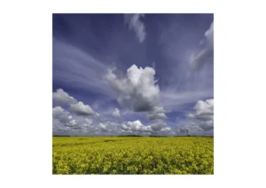 Blue skies and towering white clouds beautifully frame this piece by Stuart Chapman