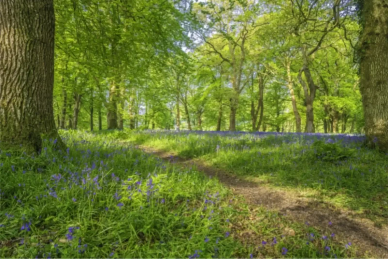 Bluebell Walk is a limited edition fine art print crafted by photographer Stuart Anthony Chapman