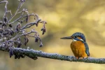 Frosty Perch depicts the beautiful and enigmatic Kingfisher at rest. A Photograph from Stuart Chapman