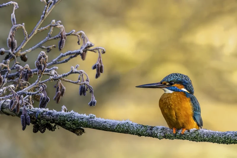 Frosty Perch depicts the beautiful and enigmatic Kingfisher at rest. A Photograph from Stuart Chapman