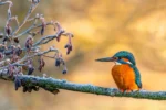 Frosty Perch is a fine art print of a Kingfisher by Stuart Chapman | The Creative Camera