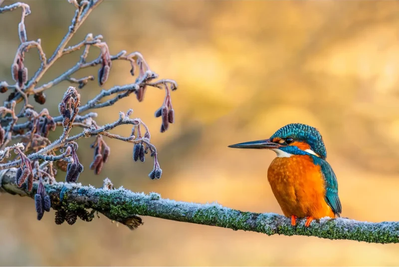 Frosty Perch is a fine art print of a Kingfisher by Stuart Chapman | The Creative Camera
