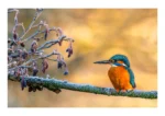 Frosty Perch is a fine art print of a Kingfisher by Stuart Chapman | The Creative Camera