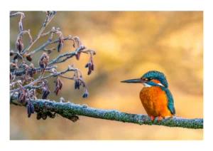 Frosty Perch is a fine art print of a Kingfisher by Stuart Chapman | The Creative Camera