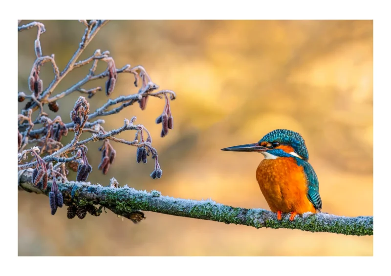 Frosty Perch is a fine art print of a Kingfisher by Stuart Chapman | The Creative Camera