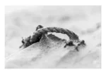 A frayed length of rope emerges from the pale sand, as if the tide had only just revealed it. A print from an original photography by Stuart Chapman