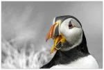 Squawk is a painterly styled wildlife photograph of the Atlantic Puffin shot by photographer Stuart Chapman