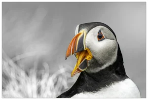 Squawk, offered as a limited edition print, is a wildlife photograph of the Atlantic Puffin shot by photographer Stuart Chapman