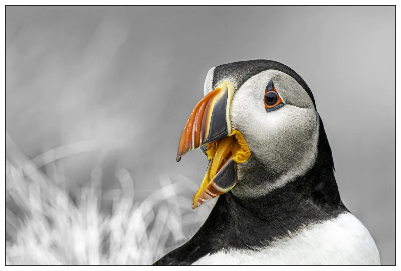 Squawk is a painterly styled wildlife photograph of the Atlantic Puffin shot by photographer Stuart Chapman