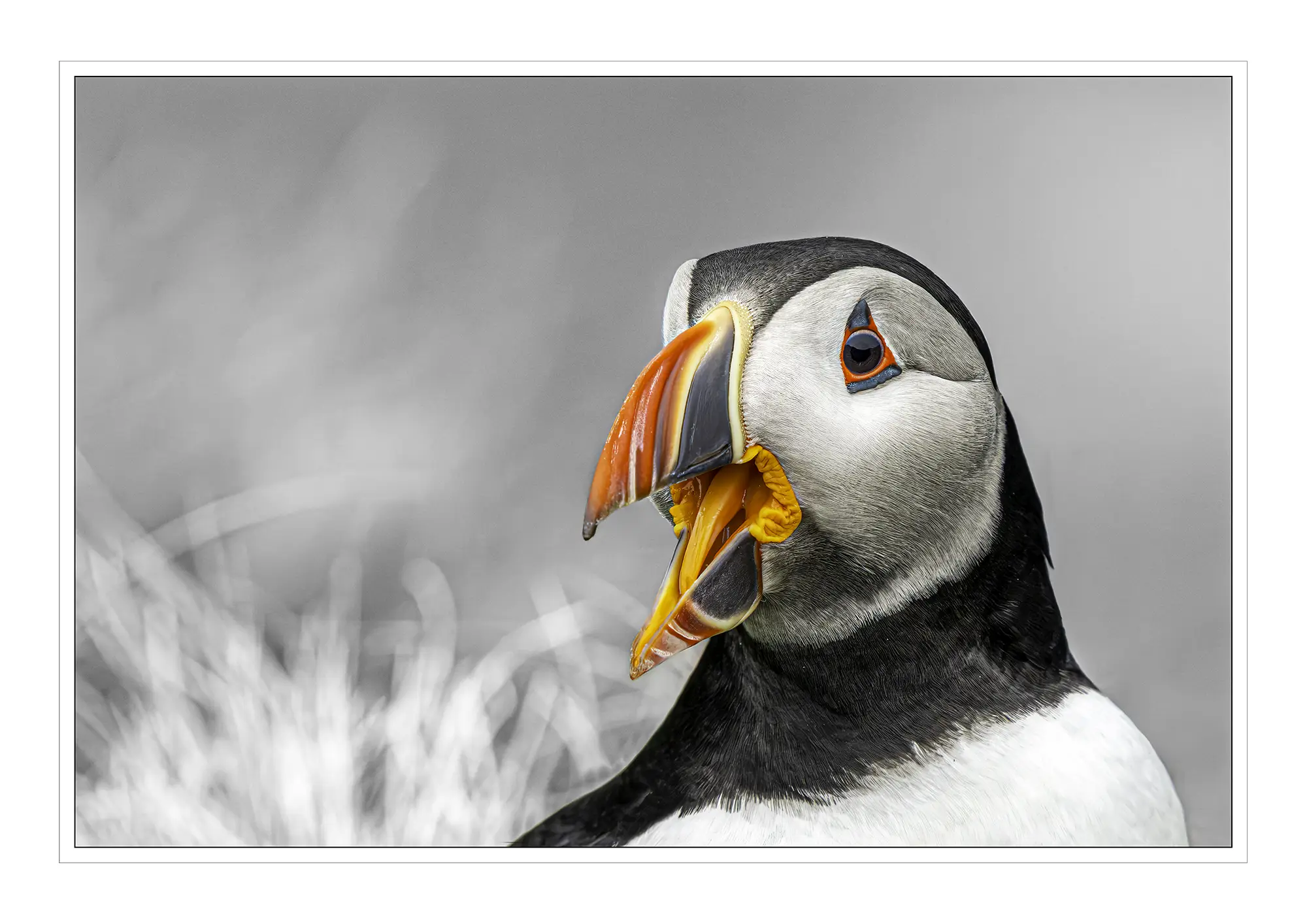 Squawk, offered as a limited edition print, is a wildlife photograph of the Atlantic Puffin shot by photographer Stuart Chapman