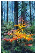 Life Springs Eternal is a fine art print capturing a young sapling in Haldon Forest Devon. A serene, atmospheric artwork from artist Charles David and The Creative Camera.