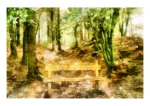 A Seat in the Wilderness - Haldon Forest, Devon Woodlands is a fine art print by Charles David depicting a quiet refuge at the forest’s edge
