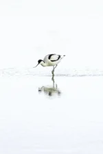 Avocet in Serene Waters is a Limited Edition Print by photographer Stuart Chapman | The Creative Camera