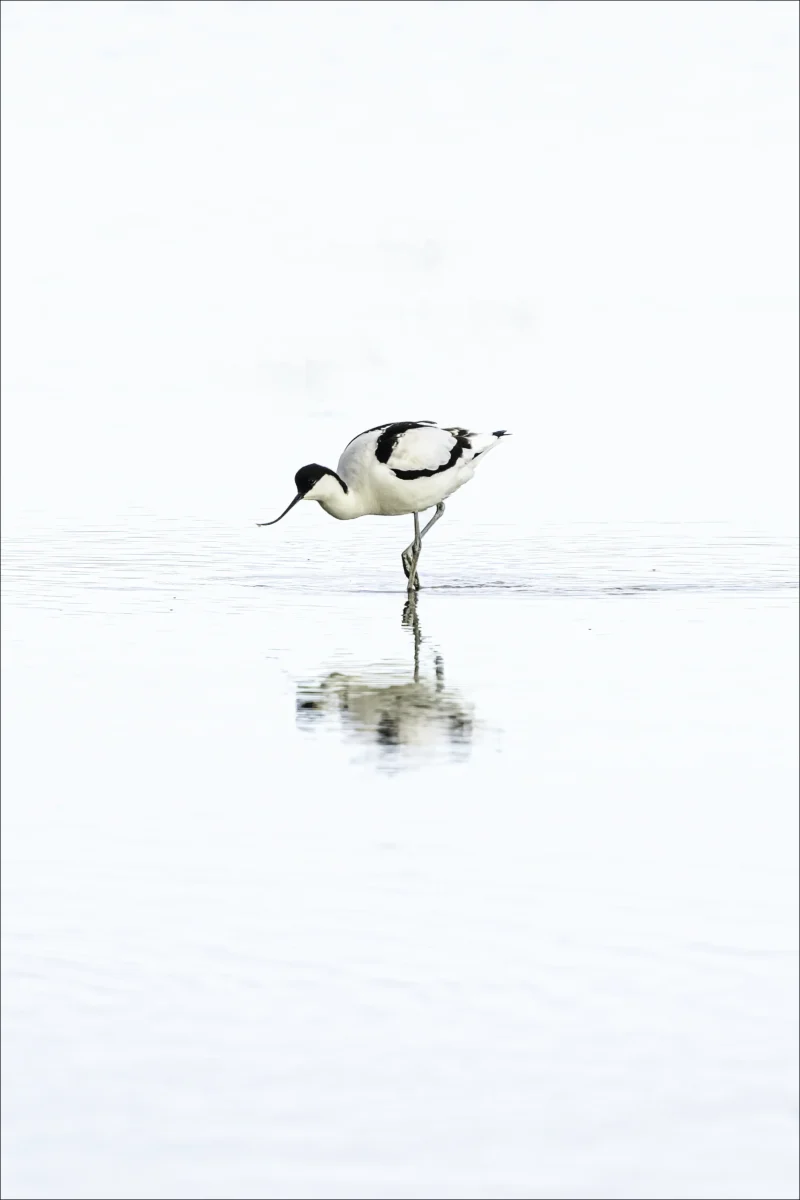Avocet in Serene Waters is a Limited Edition Print by photographer Stuart Chapman | The Creative Camera