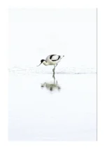 Avocet in Serene Waters is a Limited Edition Print by photographer Stuart Chapman | The Creative Camera