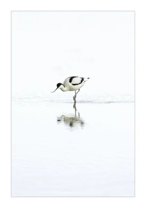 Avocet in Serene Waters is a Limited Edition Print by photographer Stuart Chapman | The Creative Camera
