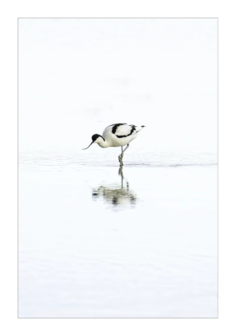 Avocet in Serene Waters is a Limited Edition Print by photographer Stuart Chapman | The Creative Camera