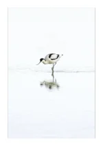 Avocet in Serene Waters is a Limited Edition Print by photographer Stuart Chapman | The Creative Camera