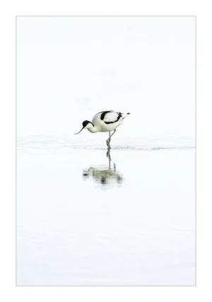 Avocet in Serene Waters is a Limited Edition Print by photographer Stuart Chapman | The Creative Camera