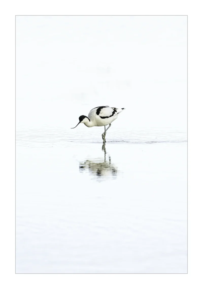 Avocet in Serene Waters is a Limited Edition Print by photographer Stuart Chapman | The Creative Camera