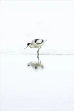 Avocet in Serene Waters is a Limited Edition Print by photographer Stuart Chapman | The Creative Camera