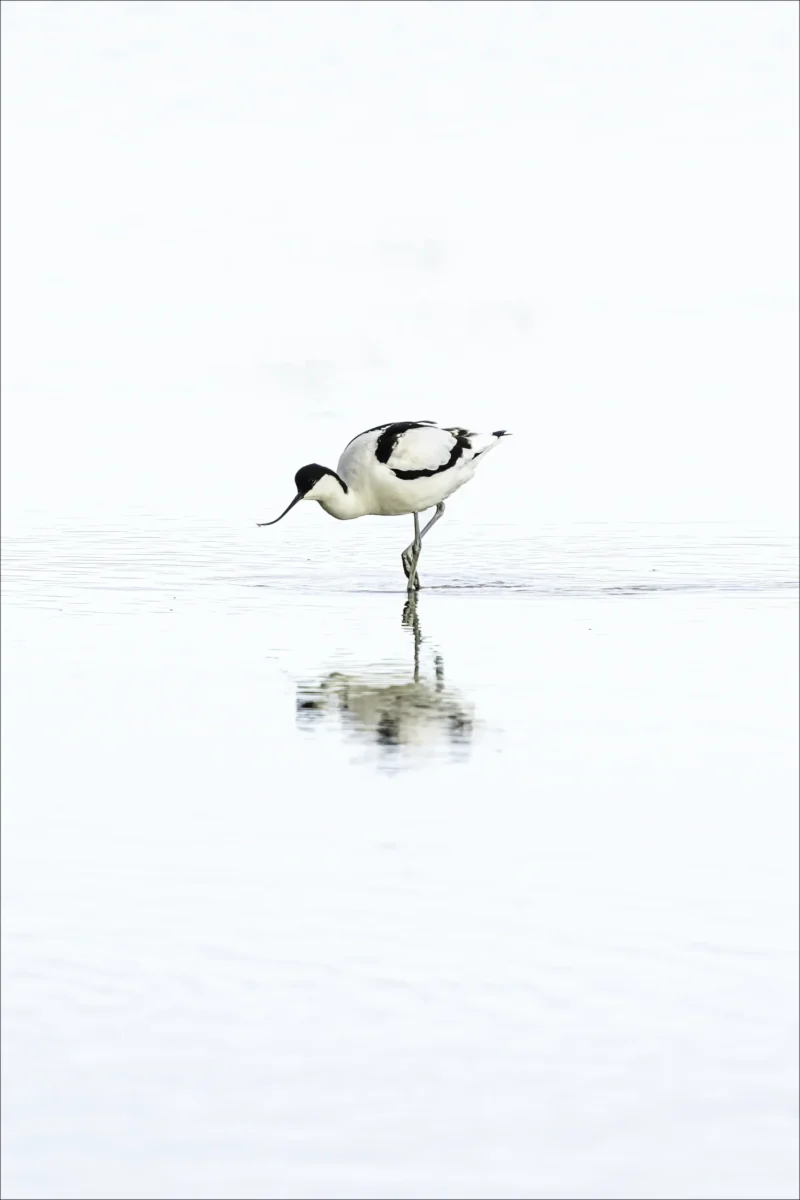 Avocet in Serene Waters is a Limited Edition Print by photographer Stuart Chapman | The Creative Camera