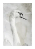 Serenity – The Grace of the Swan is a minimalist limited edition fine art print by Stuart Chapman | The Creative Camera